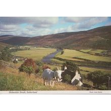 Helmsdale Strath Sutherland Goat Scottish Postcard