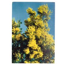 MIMOSAS FLOWERS, LA COTE D'AZUR, FRANCE used vintage postcard 1972 postmark =