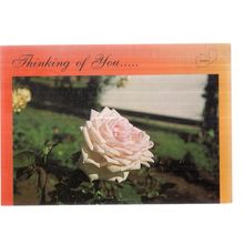 A PINK ROSE, ZAMBIA used postcard 1991 postmark #