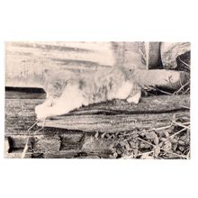 GINGER AS A KITTEN MINSTER ABBEY FARM, RAMSGATE, KENT unused vintage postcard. =