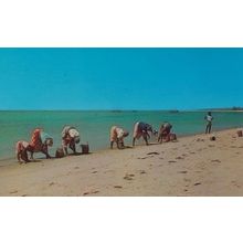 Native Women Catching Cockles Beach Mozambique African Postcard