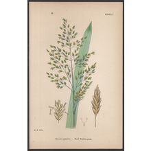 REED MEADOW-GRASS 1872 John Edward Sowerby PLANT PRINT