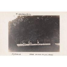 Klampenborg Dyrhave Deer In Park Denmark Old Real Photo Postcard