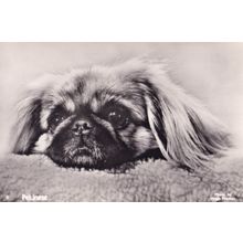 Pekinese Dog Hugh Morton Old Photo Postcard