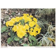 Taverham Daffodils Spring Norfolk Flowers Postcard