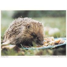 Mettingham Norfolk Hedgehog Postcard