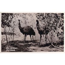 Emu Nest Australian Antique Real Photo