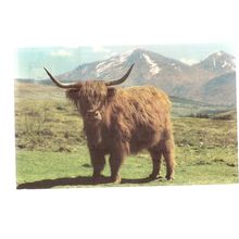 A MONARCH OF THE GLEN, a Highland cow steer. used vintage postcard cattle 1971 =