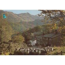 Driving Sheep Seatoiler Borrowdale Cumbria Postcard