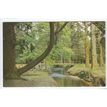 By the Ornamental Drive in the New Forest near Brockenhurst Hampshire Postcard