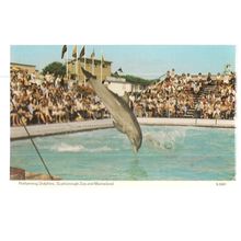 ZOO and MARINELAND, SCARBOROUGH, YORKSHIRE vintage unused postcard by Dennis =