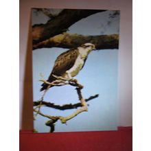 OSPREY PERCHING, Scotland unused postcard J Arthur Dixon #