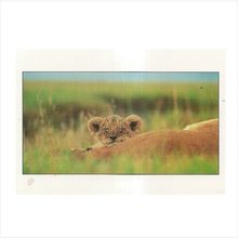 40 winks on mum's tum!! Lion Cub Postcard #