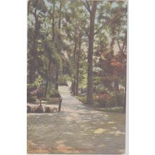 Lovers Walk The Common Southampton Hampshire Postcard (QHAM245)
