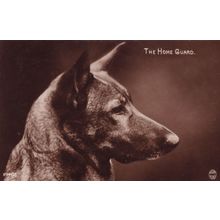 The Home Guard Dog Antique Regent Real Photo Postcard