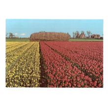 HOLLAND, LAND OF FLOWERS... unused vintage postcard =