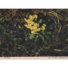 Primroses Buckhurst Hill Flower Womens Institute Floral Flowers Postcard