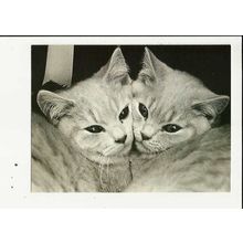 SHOW CATS (Jane Bown) Athena Postcard (0650260)
