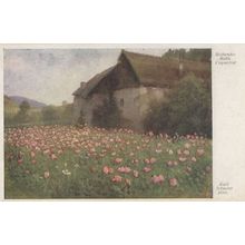 Bluhender Mohn Coquelicot Karl Shuster German Old Painting Postcard