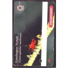 Conocephalus Malaenus Grasshopper Nymph S'pore TransitLink Train/Bus Card