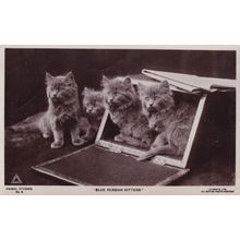 Blue Persian Kittens Cat 2x Old Cats Postcard s