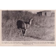 Nick & Beauty Virginia Fire Disaster Rescued Deer NY Antique Postcard