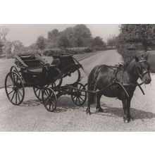 Queen Adelaide Donkey Barouche Victorian Transport RPC Postcard