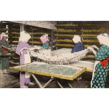 Japan Tokyo Silk Worms Taking Their Third Sleep Silkworm Old Postcard