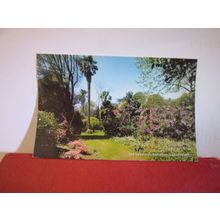 SUBTROPICAL GARDENS, ABBOTSBURY, DORSET used postcard by J Salmon. 1981 pm =