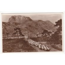 Sheep Slioch from Grudie Bridge Postcard Ross-shire Scotland J B White A1693