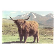 A MONARCH OF THE GLEN, a Highland cow steer. unused postcard cattle =