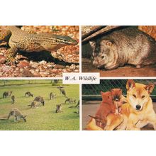 Sand Goanna Dingo & Pups West Australia Animals Postcard