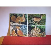 NEW FOREST WILDLIFE unused postcard by J. Salmon =