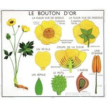 Le Bouton Dor French Buttercup Old School Wall Chart Postcard