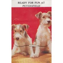 Petersfield Hampshire Dogs Foldining Novelty Old Postcard