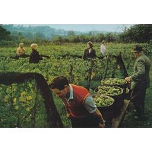 Picking Grapes Grape Harvest The Wine Vineyard Hambledon Hampshire Postcard