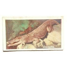 Jacob Biscuits card Zoo Series No. 18 Crocodile