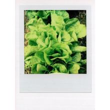 Old Allotment Cabbages Gardening Award Analog Photo Postcard