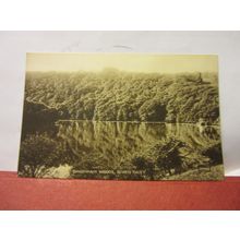SHARPHAM WOODS, RIVER DART, DEVON .unused vintage postcard by Valentine C.1924 =