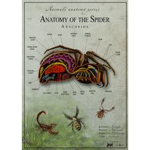 Spider anatomy 2 Poster Canvas Movie Film Print A0 A1 A2 A3 A4 A5 A6 Art Wall De