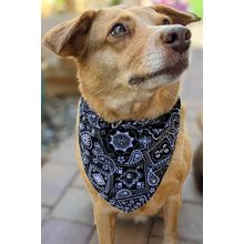 Over-The-Collar Dog Bandana XSmall