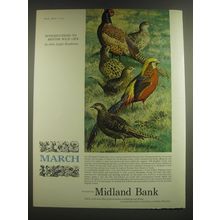 1965 Midland Bank Ad - Pheasant and Golden Pheasant