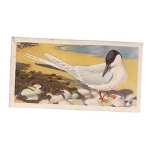 Roseate Tern..no 50..BIRD PORTRAITS Brooke Bond Tea Card 1957. vgc =