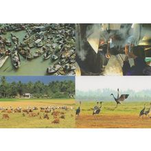 Mekong Cambodia Fishing Boats Birds Farming Breakfast 4x Postcard s