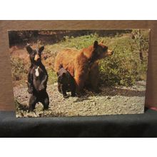 A BEAR FAMILY, BANFF NATIONAL PARK, ALBERTA, Canada . unused postcard #