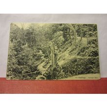 FAIRLIGHT GLEN, HASTINGS, SUSSEX. unused antique postcard Victoria series /