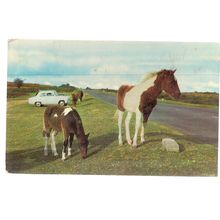 DARTMOOR PONIES, DEVON. used vintage postcard ..c.1970 pm =