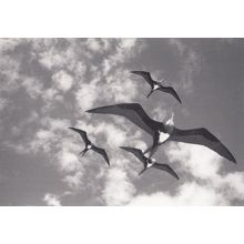 Fregatidae American Hawaii Frigate Tropical Bird RPC Award Winner Photo Postcard