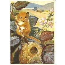 Art ELLEN A. SOPER Dormouse Postcard (Medici 1029)