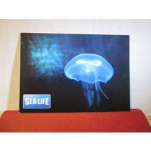 JELLY FISH. unused postcard SEALIFE AQUARIUMS =